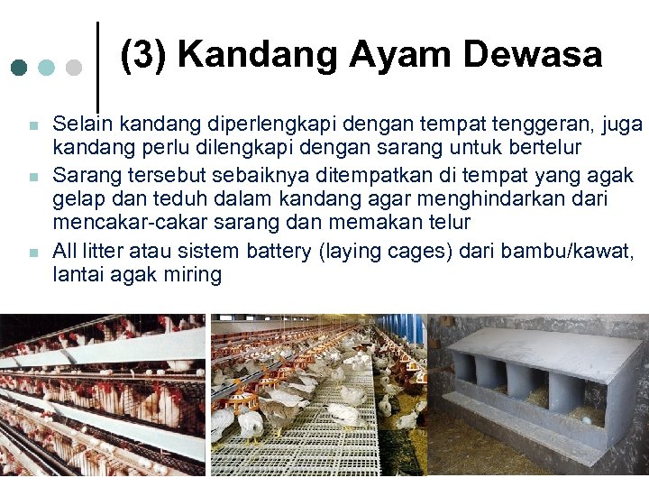 (3) Kandang Ayam Dewasa n n n Selain kandang diperlengkapi dengan tempat tenggeran, juga