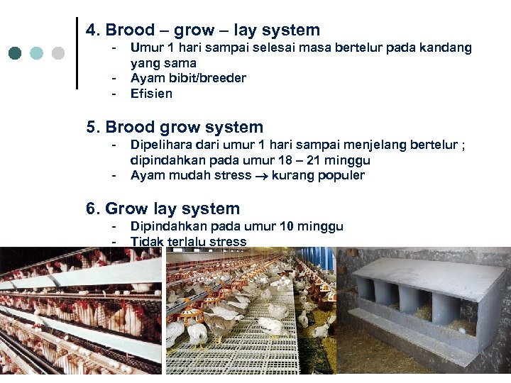 4. Brood – grow – lay system - Umur 1 hari sampai selesai masa