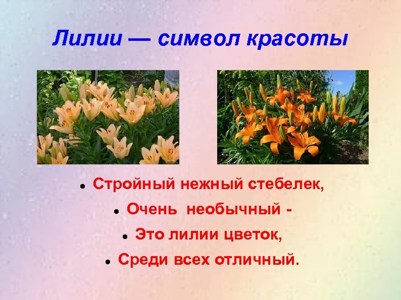 Лилии — символ красоты Стройный нежный стебелек, Очень необычный Это лилии цветок, Среди всех