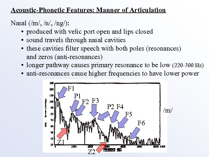 Acoustic-Phonetic Features: Manner of Articulation Nasal (/m/, /ng/): • produced with velic port open