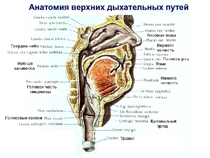 Верхние дыхательные пути анатомия