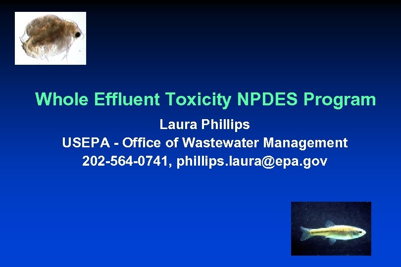 Whole Effluent Toxicity NPDES Program Laura Phillips USEPA - Office of Wastewater Management 202