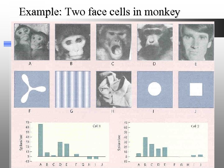 Example: Two face cells in monkey 