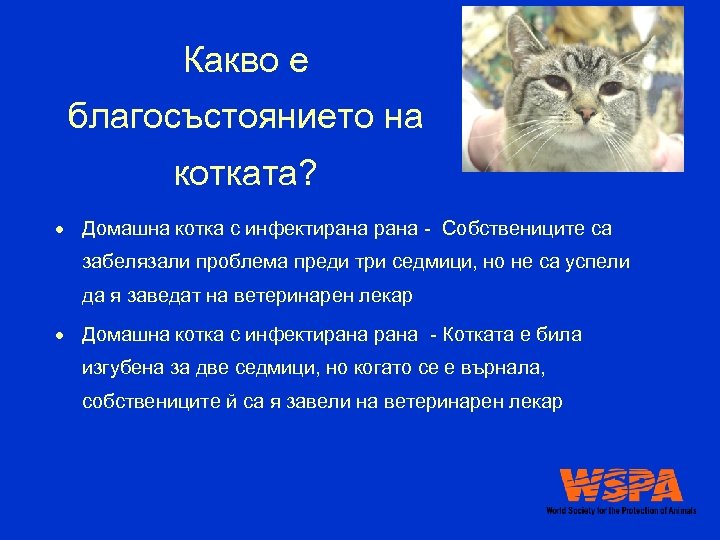 Какво е благосъстоянието на котката? Домашна котка с инфектирана - Собствениците са забелязали проблема