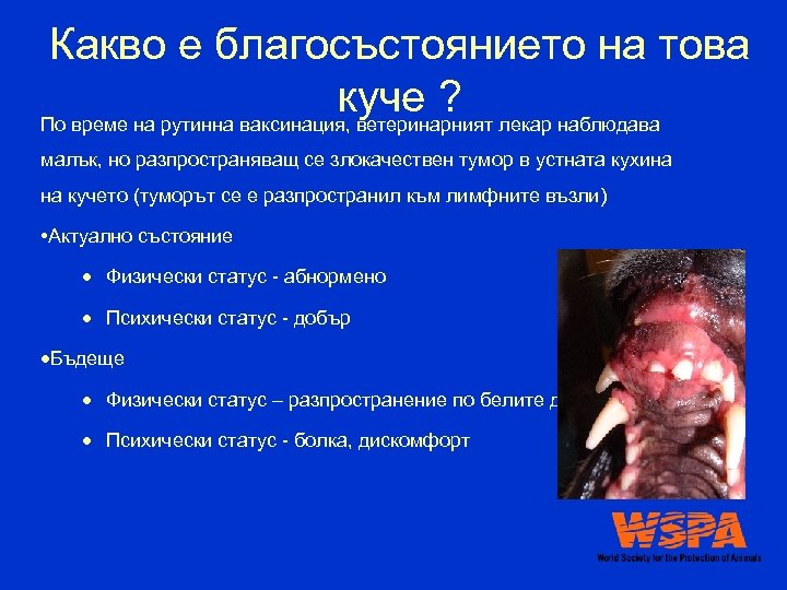 Какво е благосъстоянието на това куче ? лекар наблюдава По време на рутинна ваксинация,