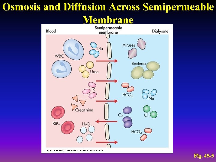 Osmosis and Diffusion Across Semipermeable Membrane Fig. 45 -5 