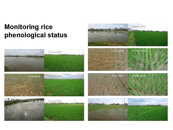 Monitoring rice phenological status 