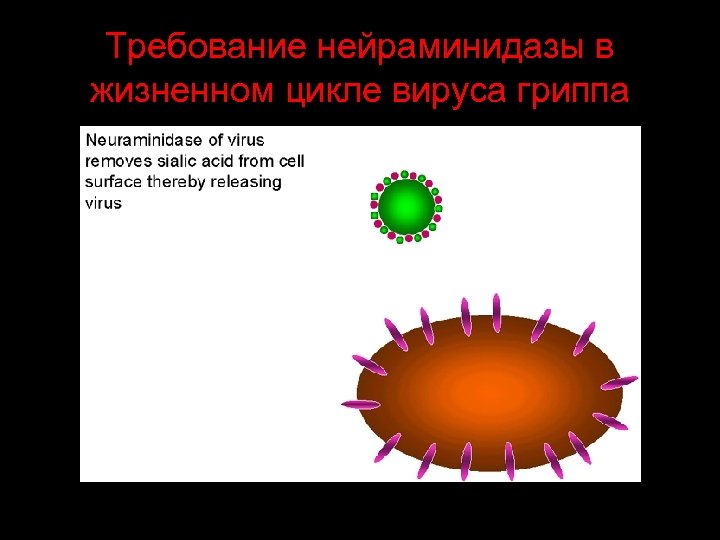 Нейраминидаза вируса. Жизненный цикл вируса гриппа. Нейраминидаза вируса гриппа