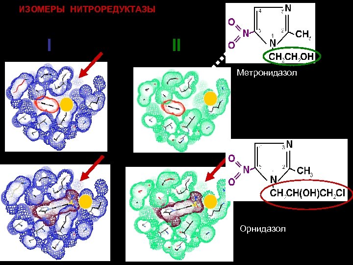 ИЗОМЕРЫ НИТРОРЕДУКТАЗЫ I II Метронидазол Орнидазол 