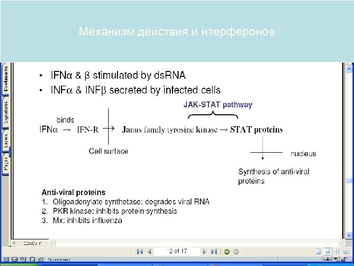 Механизм действия и нтерферонов 