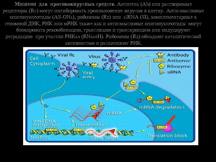 Мишени для противовирусных средств. Антитела (Ab) или растворимые рецепторы (Rc) могут ингибировать проникновение вирусов