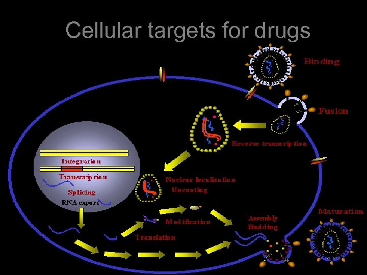 Cellular targets for drugs 