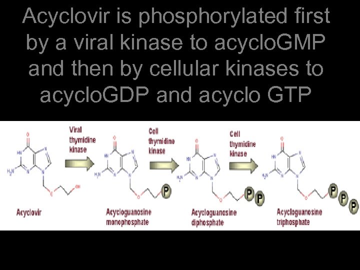 Acyclovir is phosphorylated first by a viral kinase to acyclo. GMP and then by