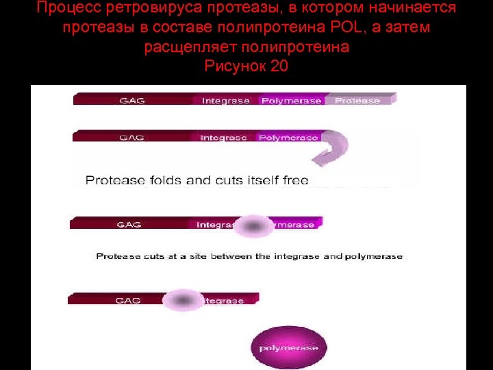 Процесс ретровируса протеазы, в котором начинается протеазы в составе полипротеина POL, а затем расщепляет
