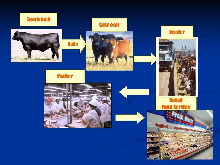 Seedstock Cow-calf Feeder Bulls Packer Retail Food Service 