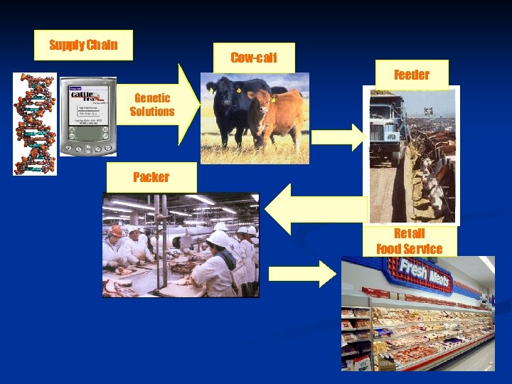 Supply Chain Cow-calf Feeder Genetic Solutions Packer Retail Food Service 