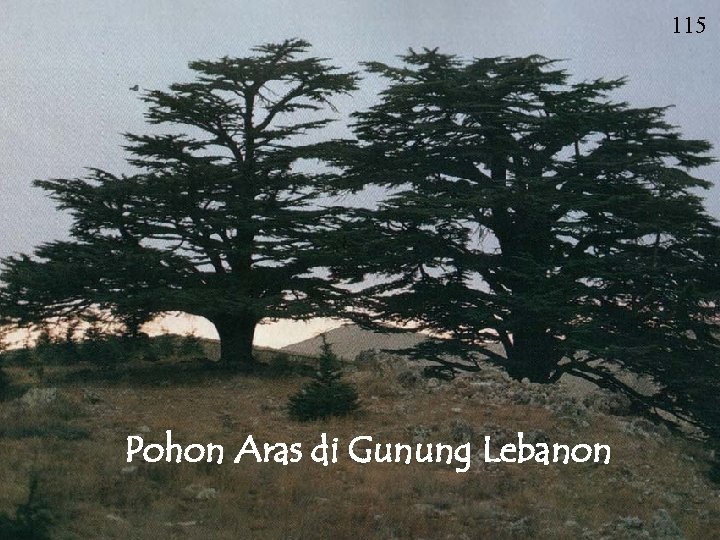 115 Pohon Aras di Gunung Lebanon 