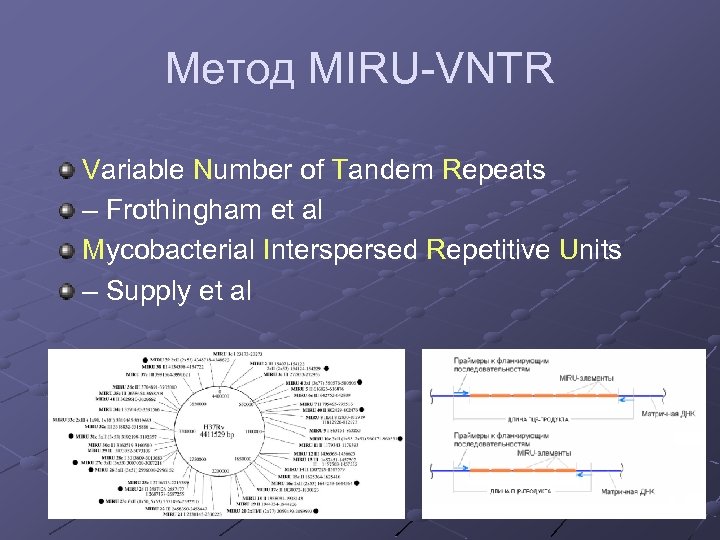 Метод MIRU-VNTR Variable Number of Tandem Repeats – Frothingham et al Mycobacterial Interspersed Repetitive