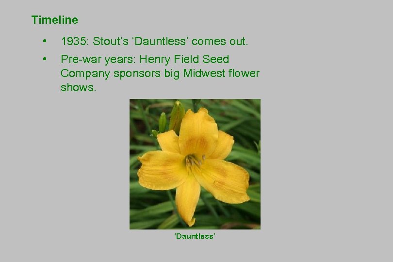 Timeline • 1935: Stout’s ‘Dauntless’ comes out. • Pre-war years: Henry Field Seed Company