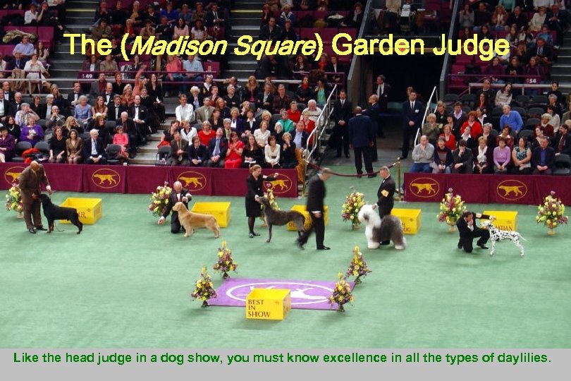 The (Madison Square) Garden Judge Like the head judge in a dog show, you