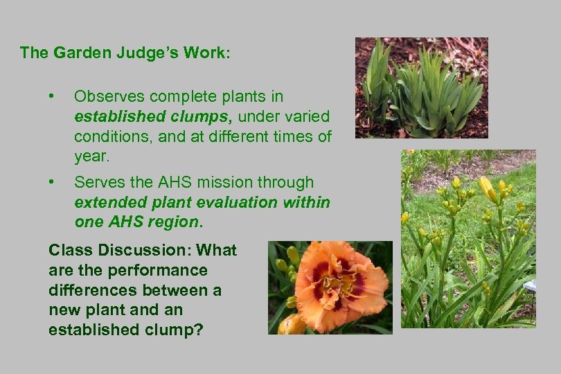 The Garden Judge’s Work: • Observes complete plants in established clumps, under varied conditions,