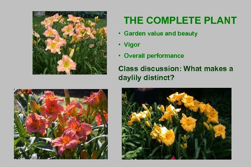 THE COMPLETE PLANT • Garden value and beauty • Vigor • Overall performance Class