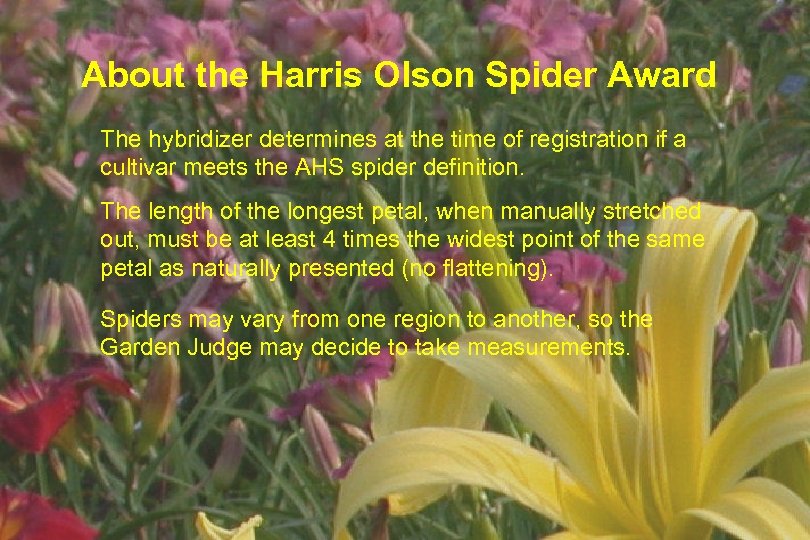 About the Harris Olson Spider Award The hybridizer determines at the time of registration