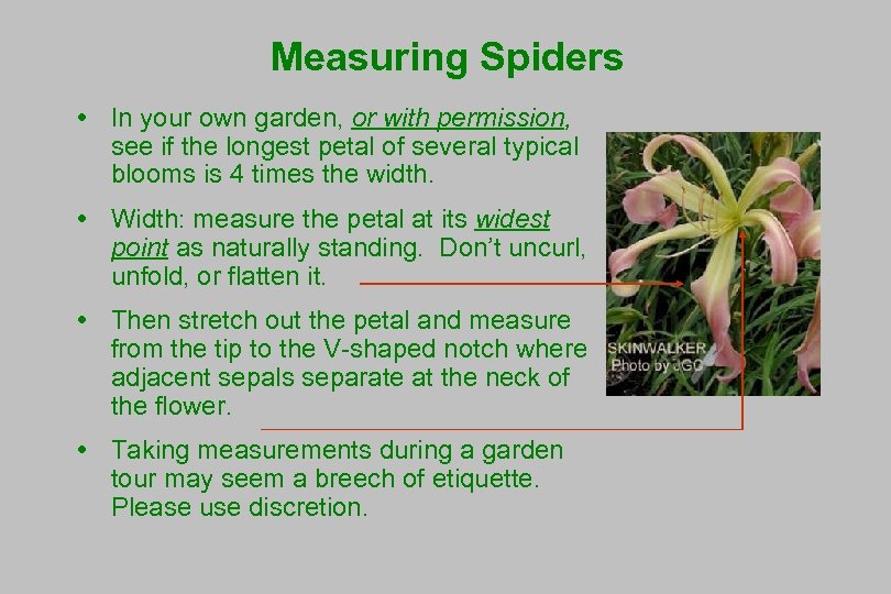 Measuring Spiders In your own garden, or with permission, see if the longest petal