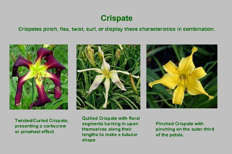 Crispates pinch, flex, twist, curl, or display these characteristics in combination. Twisted/Curled Crispate, presenting