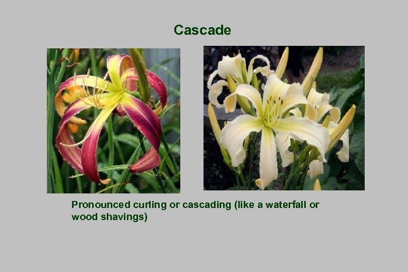 Cascade Pronounced curling or cascading (like a waterfall or wood shavings) 