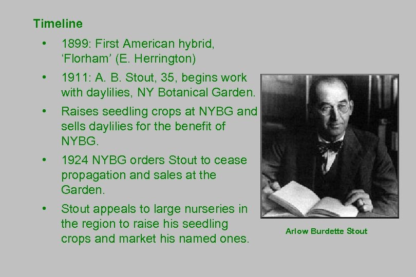 Timeline • 1899: First American hybrid, ‘Florham’ (E. Herrington) • 1911: A. B. Stout,