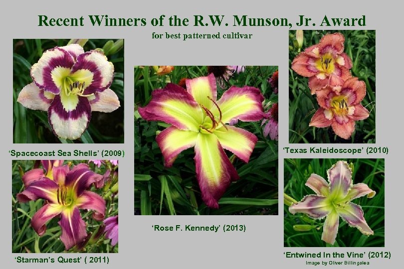 Recent Winners of the R. W. Munson, Jr. Award for best patterned cultivar ‘Texas