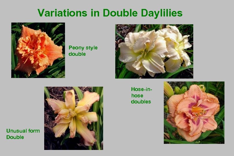 Variations in Double Daylilies Peony style double Hose-inhose doubles Unusual form Double 