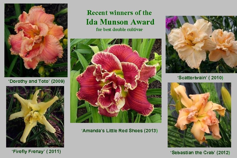 Recent winners of the Ida Munson Award for best double cultivar ‘Scatterbrain’ ( 2010)