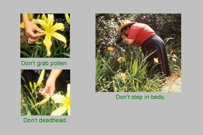 Don’t do these things! Don’t grab pollen. Don’t step in beds. Don’t deadhead. 