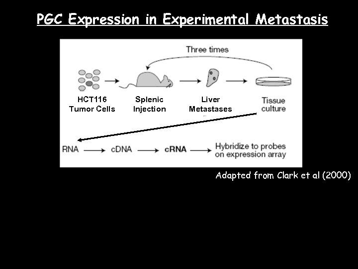 PGC Expression in Experimental Metastasis HCT 116 Tumor Cells Splenic Injection Liver Metastases Adapted