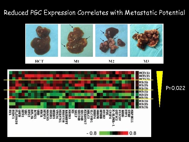 Reduced PGC Expression Correlates with Metastatic Potential P=0. 022 