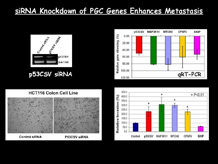 si. RNA Knockdown of PGC Genes Enhances Metastasis p 53 CSV si. RNA q.