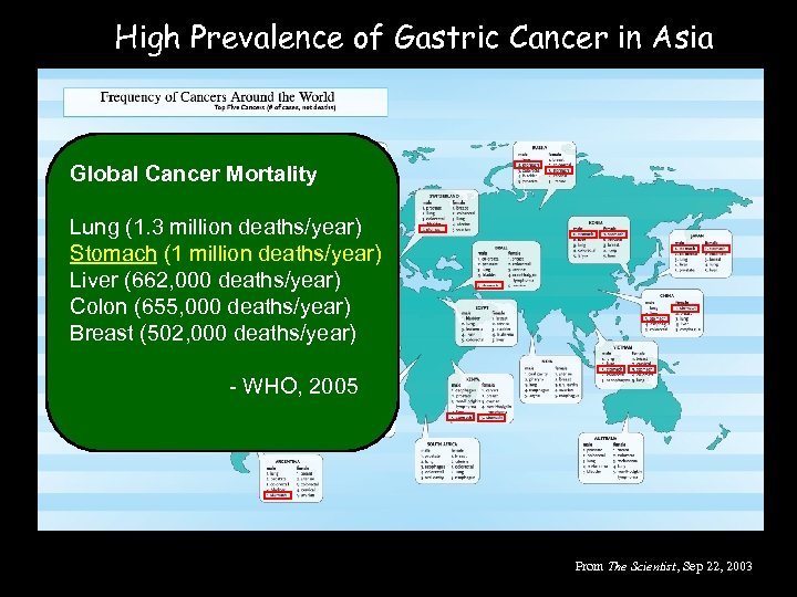 High Prevalence of Gastric Cancer in Asia Global Cancer Mortality Lung (1. 3 million