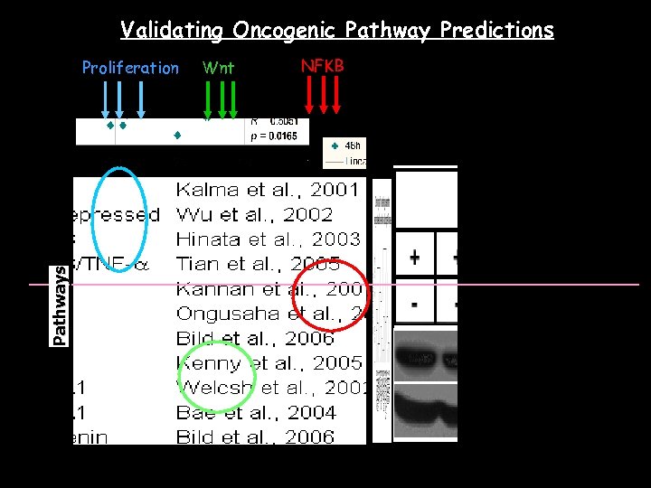 Validating Oncogenic Pathway Predictions Wnt Pathways Proliferation GC cell lines NFKB 