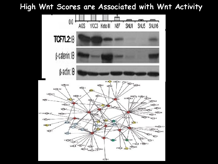 High Wnt Scores are Associated with Wnt Activity 