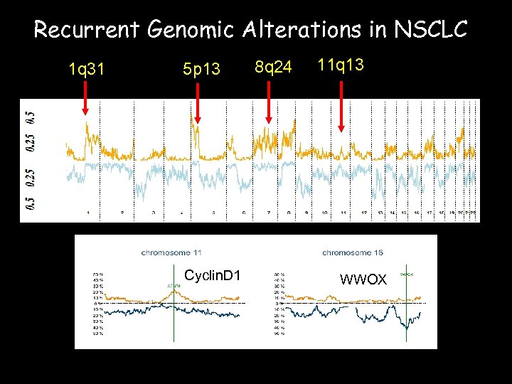 Recurrent Genomic Alterations in NSCLC 1 q 31 5 p 13 Cyclin. D 1
