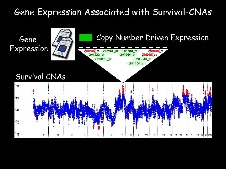 Gene Expression Associated with Survival-CNAs Gene Expression Survival CNAs Copy Number Driven Expression 203342_at