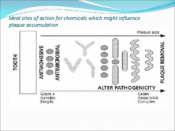 Ideal sites of action for chemicals which might influence plaque accumulation 
