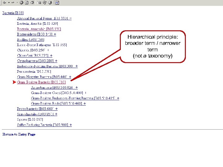 Hierarchical principle: broader term / narrower term (not a taxonomy) 