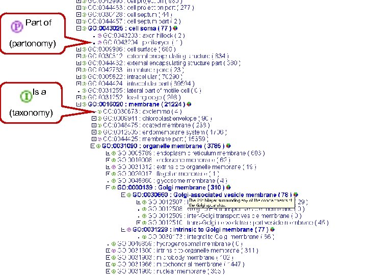  Part of (partonomy) Is a (taxonomy) 