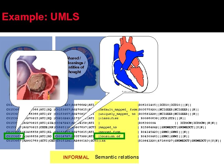 Example: UMLS Shared / Meanings / Entities of Thought C 0153957|A 0066366|AUI|PAR|C 0348423|A 0876682|AUI