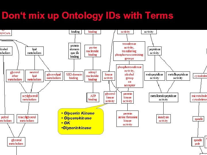 Don‘t mix up Ontology IDs with Terms • Glycerin Kinase • Glycerokinase • GK