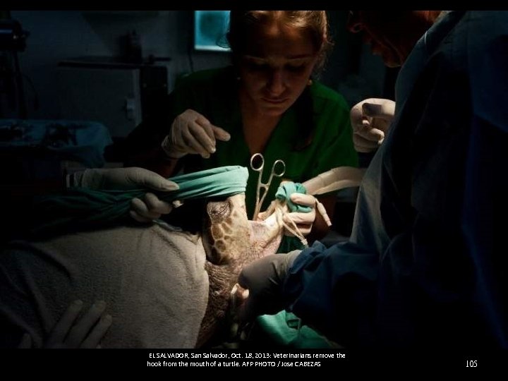  EL SALVADOR, San Salvador, Oct. 18, 2013: Veterinarians remove the hook from the