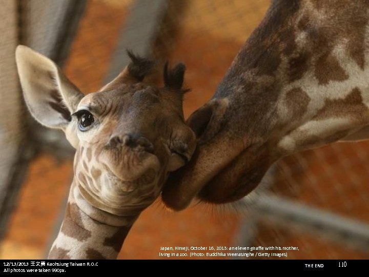  Japan, Himeji, October 16, 2013: an eleven giraffe with his mother, living in